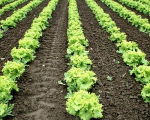 lettuce-farm