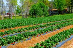 strawberryfields