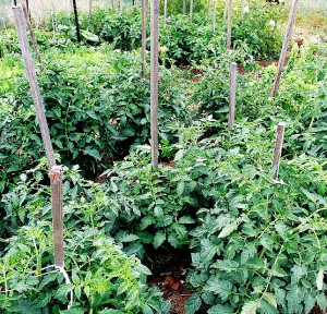 tomato-garden