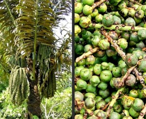 growing-sugar-palm