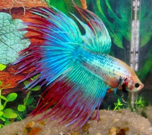 siamese-fighting-fish