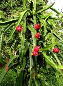 dragon_fruit-tree