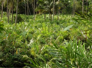 Salak or Snake Fruit Production