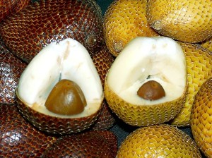 Salak or Snake Fruit Production
