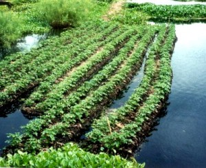 How to make Floating Gardens