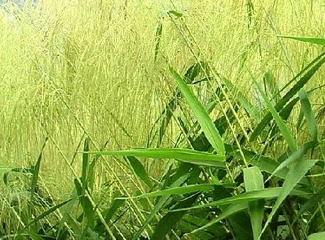 Tiger Grass or Tambo Production
