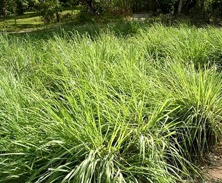 Lemon Grass or Tanglad Production