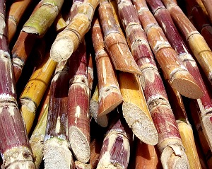 Sugarcane Production