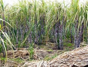 Sugarcane Production