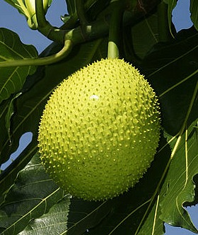 Breadfruit Production