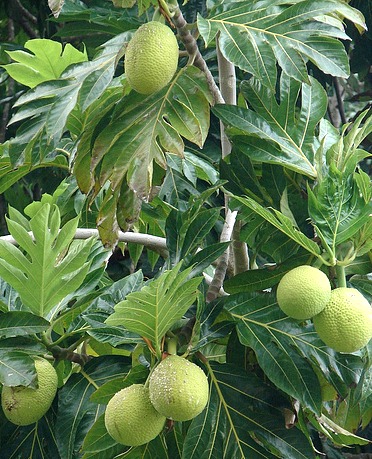 Breadfruit Production