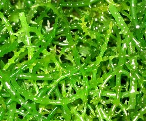 Eucheuma Seaweed Production
