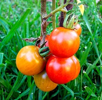 Production of Home Garden Tomatoes