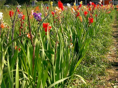 Gladiolus Flower Production