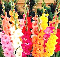 Gladiolus Flower Production