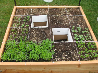 Square Foot Gardening