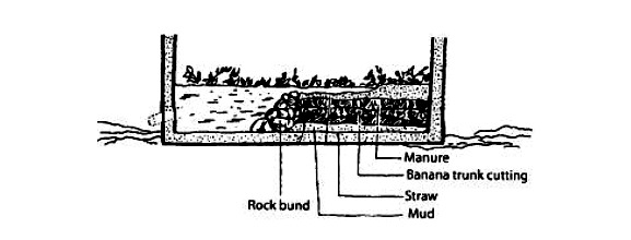 Freshwater or Rice Eel Culture