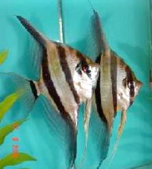 Culture of Angelfish in Net Cages