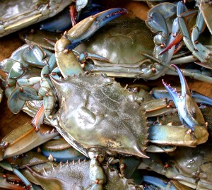 Softshell Crab Production