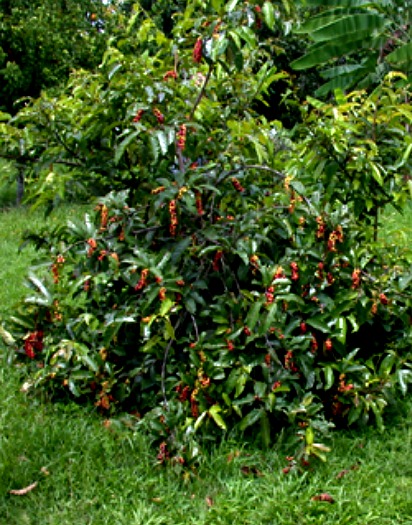 Bignay or Currant Tree Production