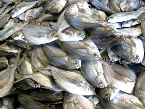 Seacage Farming of Silver Pompano