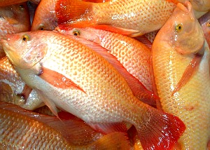 Intensive Culture of Red Tilapia in Drum