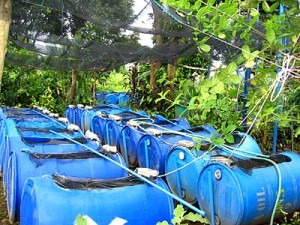 Intensive Culture of Red Tilapia in Drum