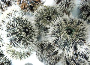 Sea Urchin Culture in Cages