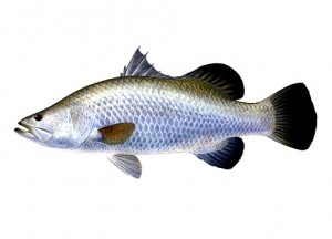 Raising Asian Sea bass or Barramundi