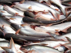 Pangasius or Cream Dory Culture