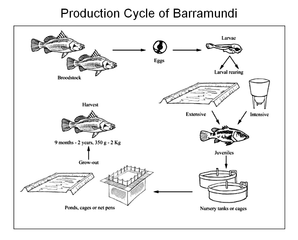 Raising Asian Sea bass or Barramundi