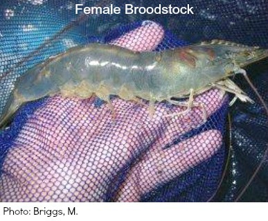 Whiteleg Shrimp Culture