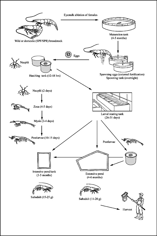 Whiteleg Shrimp Culture