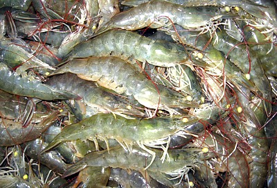 Whiteleg Shrimp Culture