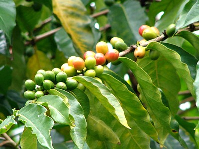 Production of Arabica Coffee