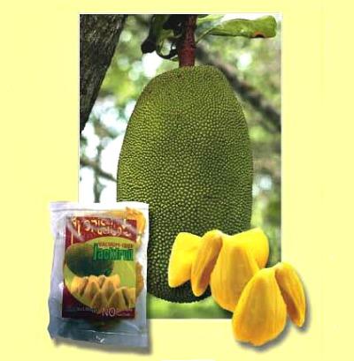 Processed Food Products from Jackfruit