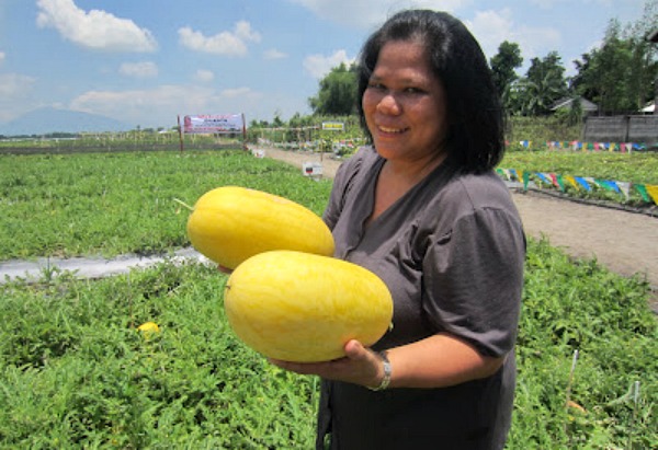 Diana Watermelon Production