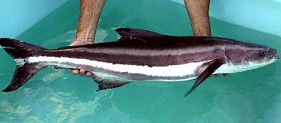 Cobia Culture