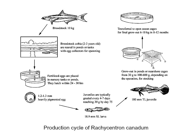 Cobia Culture