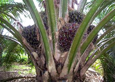 Oil Palm Production