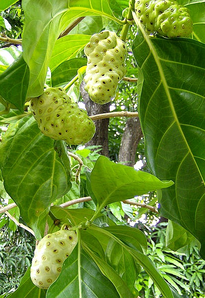 Noni Fruits Farming for Health Benefits