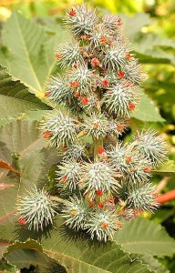 Castor-Oil Plant Production