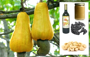 Cashew_process