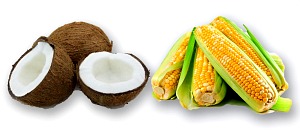 corn-coconut-intercropping