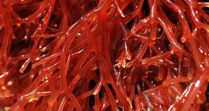 red_seaweeds