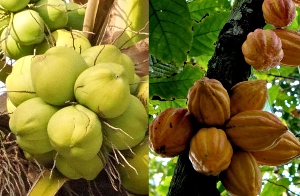 Coconut-Cacao Intercropping