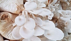 Production of Oyster Mushroom