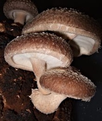 Production of Shiitake Mushroom