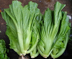 Production of Mustard Greens (Mustasa)