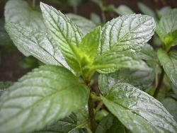 Peppermint Production